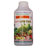 AMINO - LỚN TRÁI